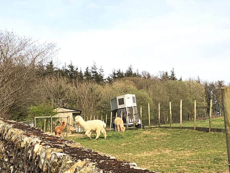 Alpacas in Cumbria