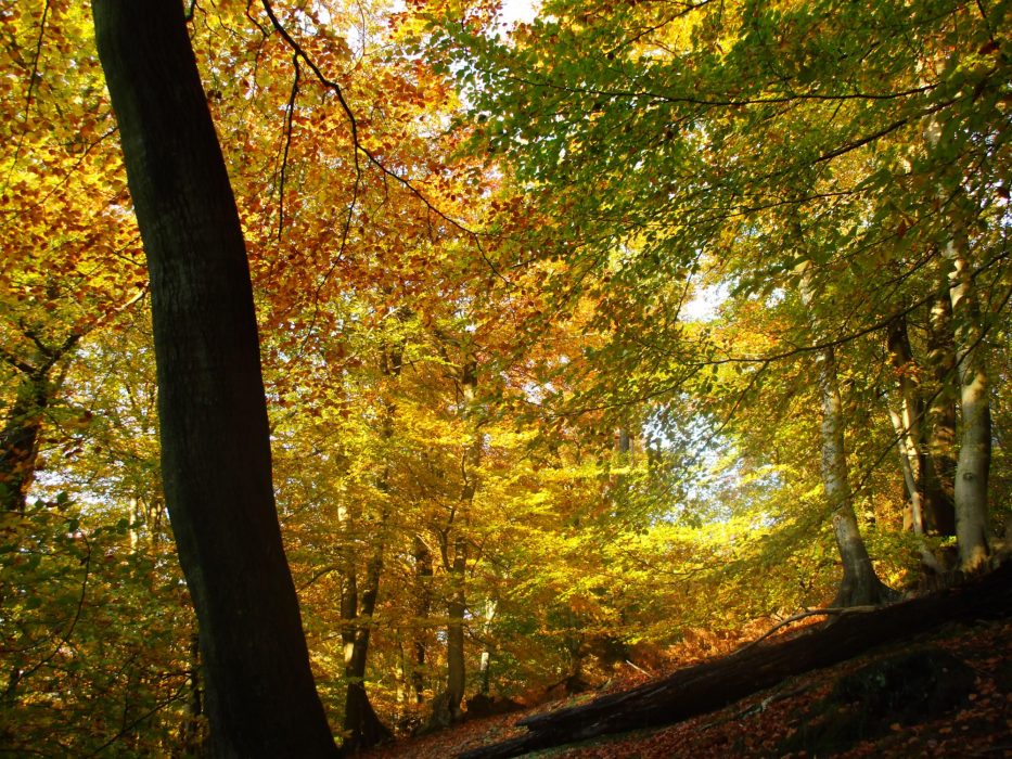 Kent gold beechwoods in autumn