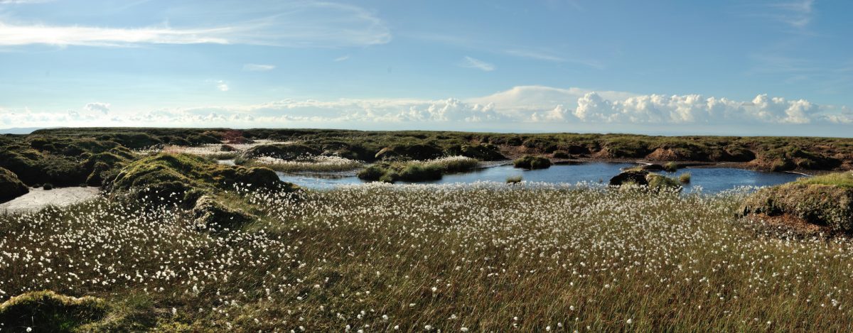 Bog cotton on Peel Fell, Northumberland