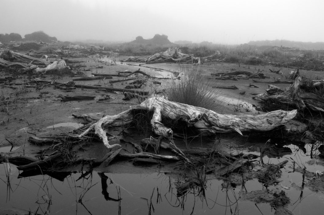 Peat preserved bog oak