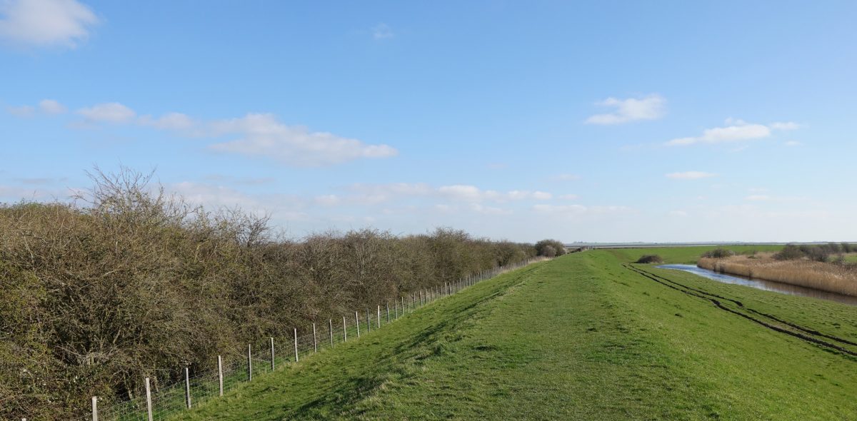 Leaving Conyer - Blackthorn and scrub