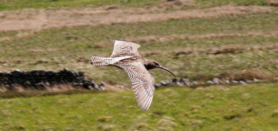 A curlew seen on a previous walk in the North Pennines