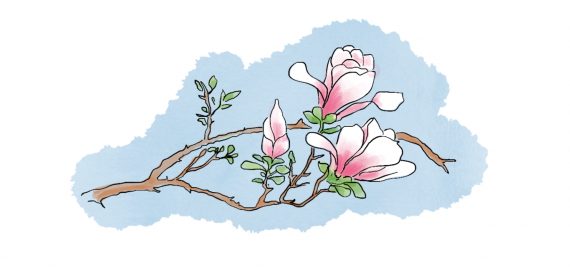 Himalayan garden magnolia