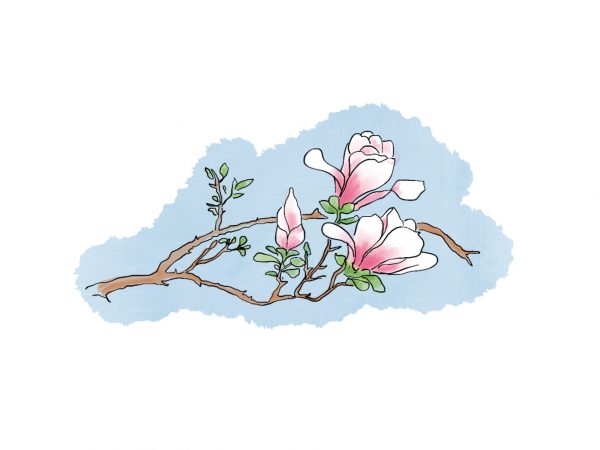 Himalayan garden magnolia