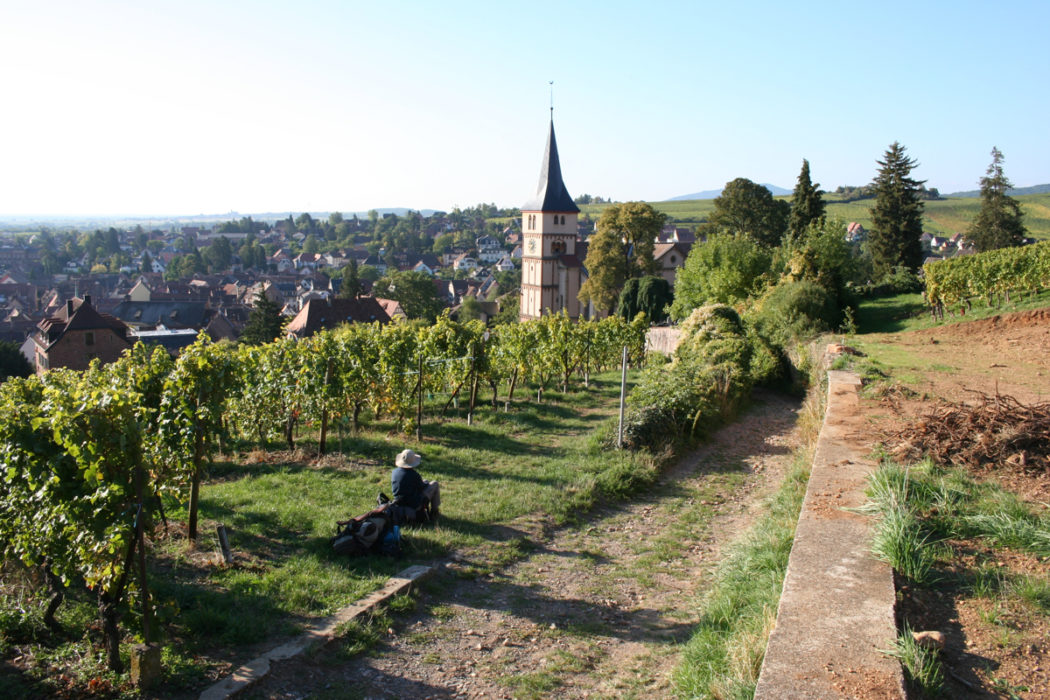 Vineyards By Barr Gr5