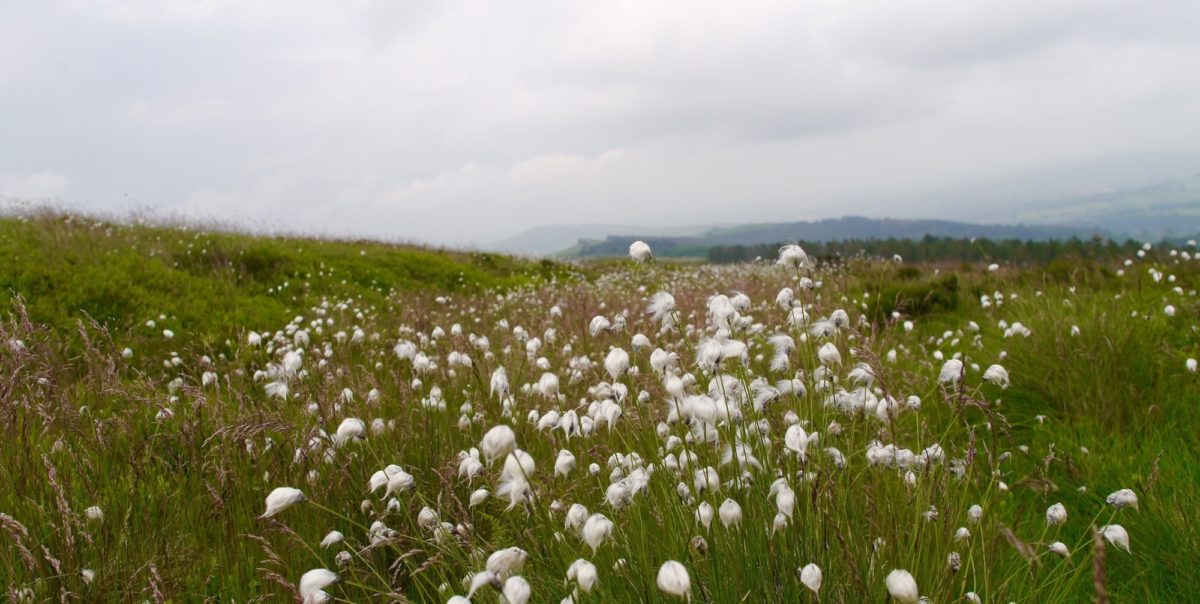 Cottongrass Flourishing On The High Moorlands