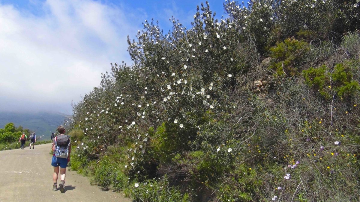 Wild Flowers On The Andalucian Coast To Coast Trekking Route