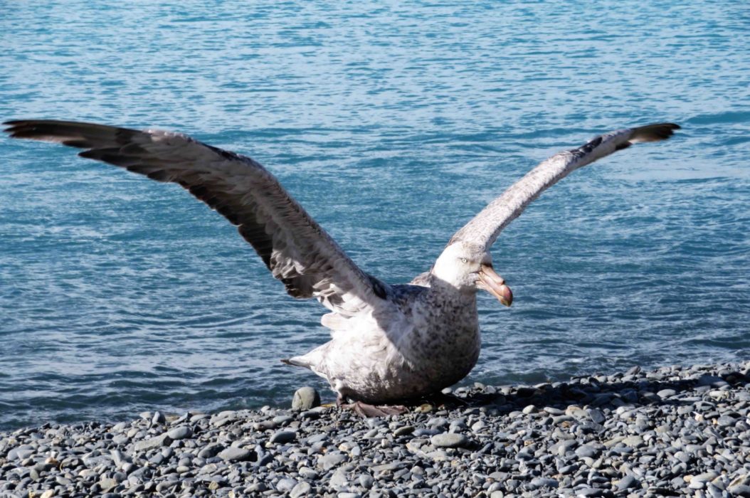 Southern Giant Petrel