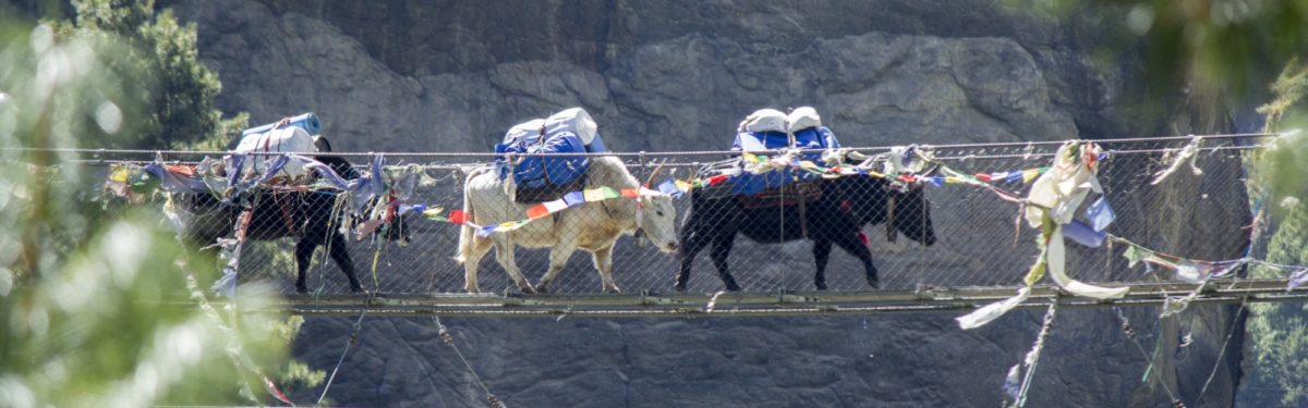 Yaks In Nepal