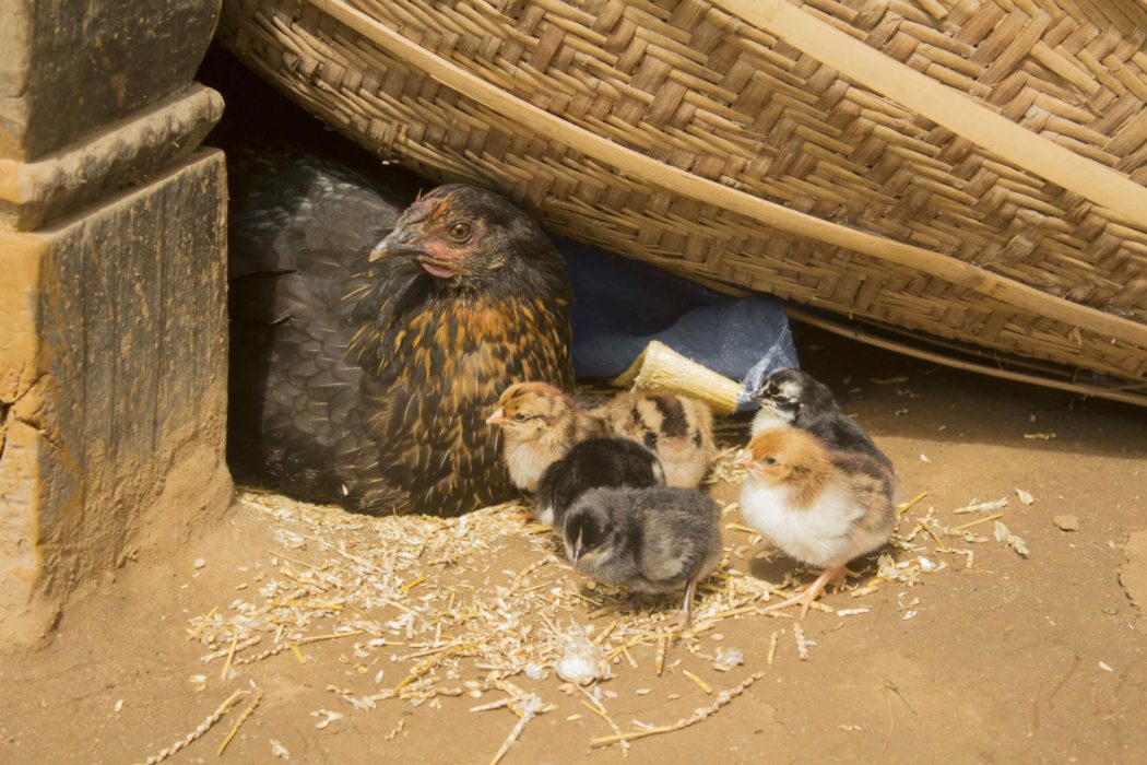 Chicken