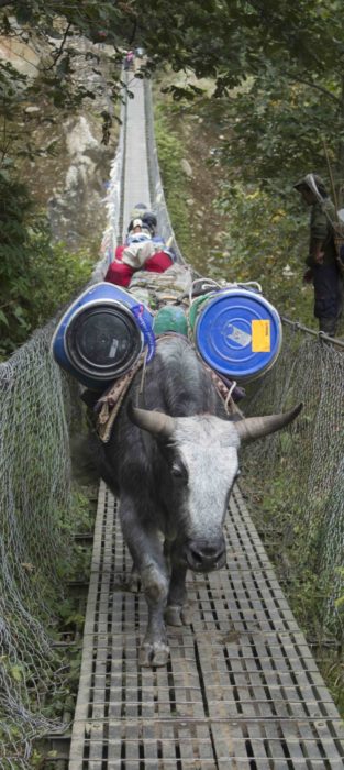 Heavily Laden Dzos Add To The Drama Of Bridge Crossings