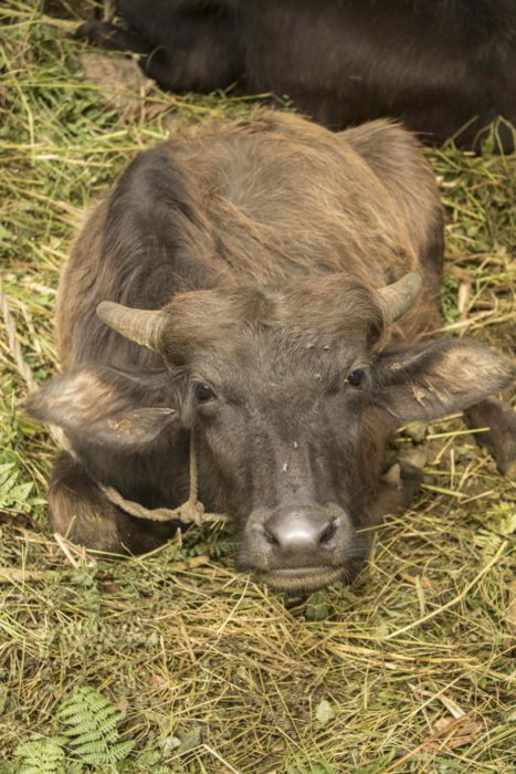 Water Buffalo