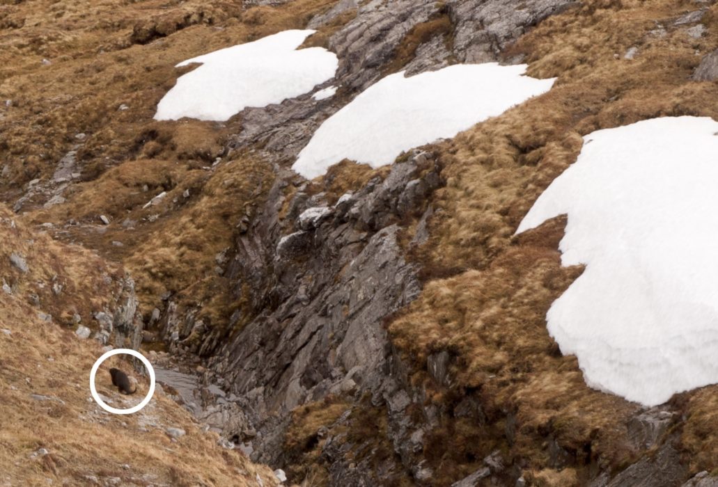 Otter In The Grey Corries In Scotland