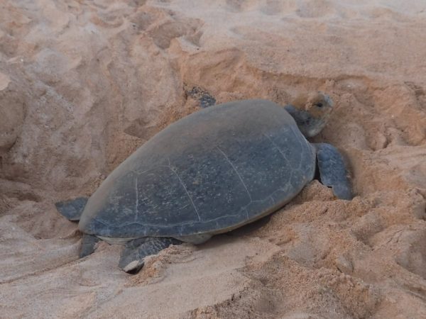 Over 5000 Green Turtles Breed On Ascension Islands Beaches Every Year