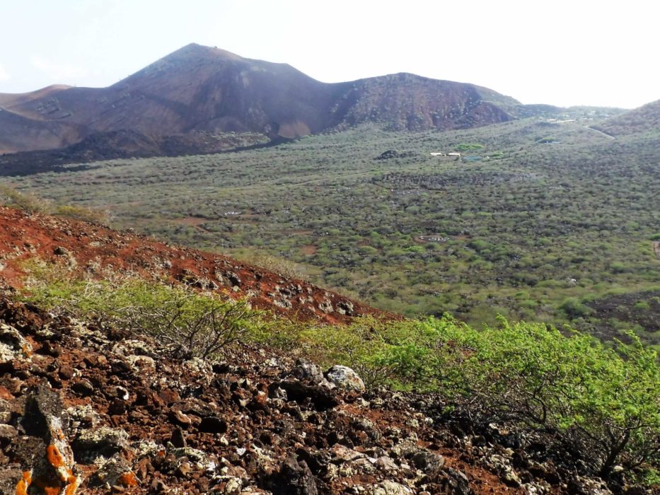 Mexican Mesquite Bushes Have Spread Across The Land Between Volcanic Cones