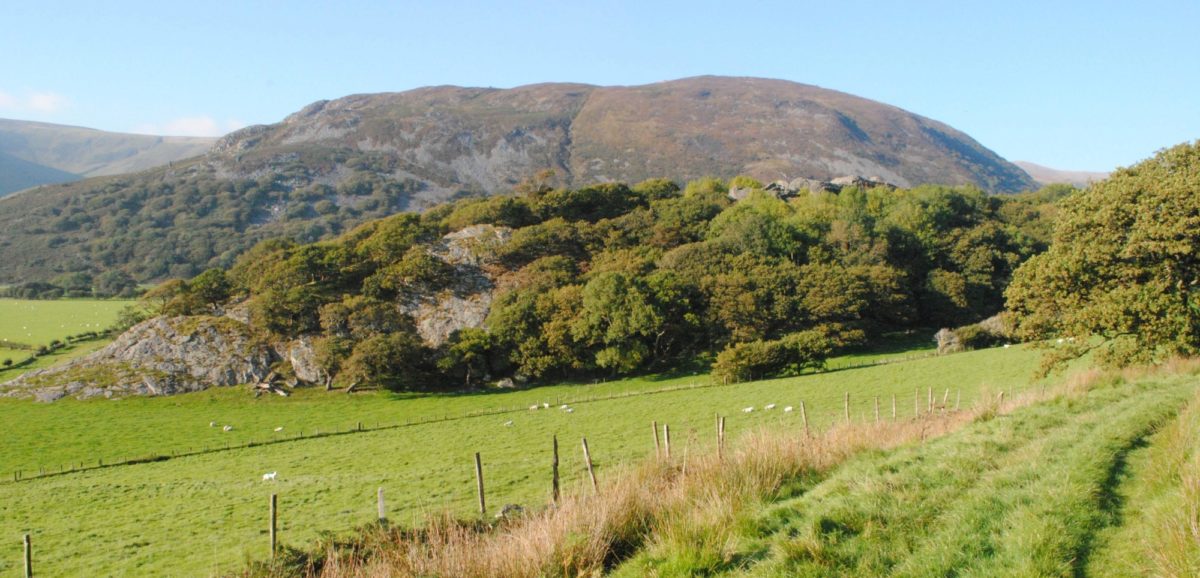 The Ruins Of Castell Y Bere Built By Llewelyn The Great Just Visible Poking Above The Trees