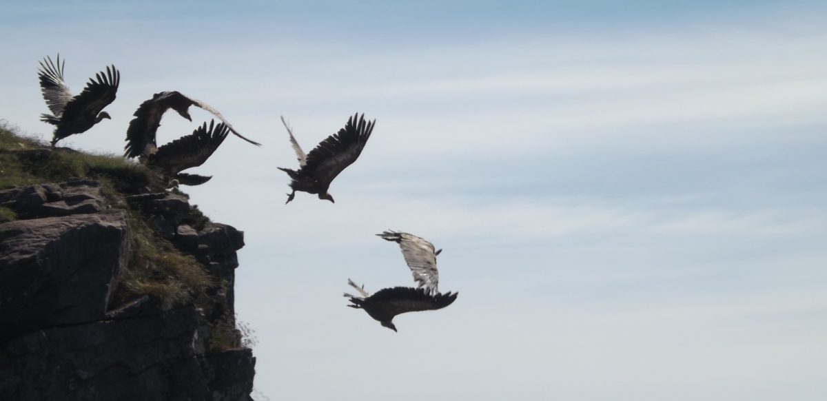 Griffon Vultures In The Pyrenees