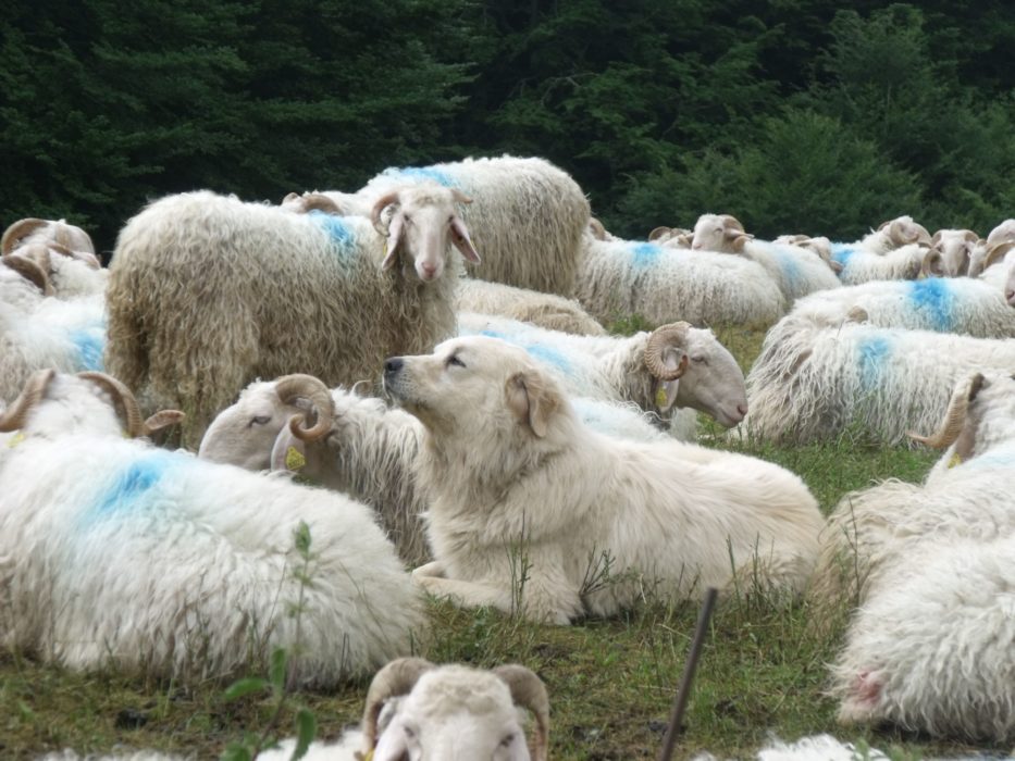 Patou Sheep Dog Guarding Flock Of Sheep Gr10