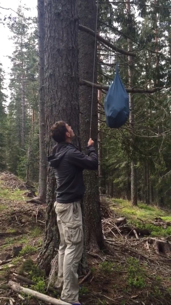 Securing A Bag Full Of Food Up A Tree Away From The Bears