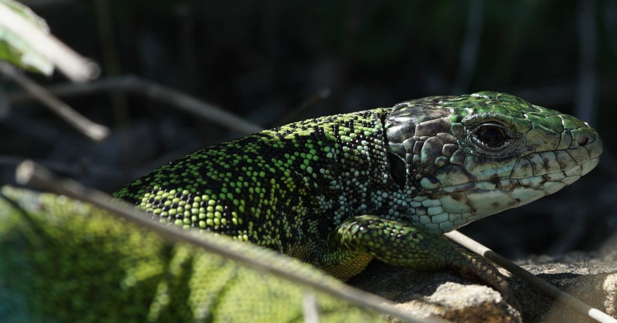 European Green Lizard