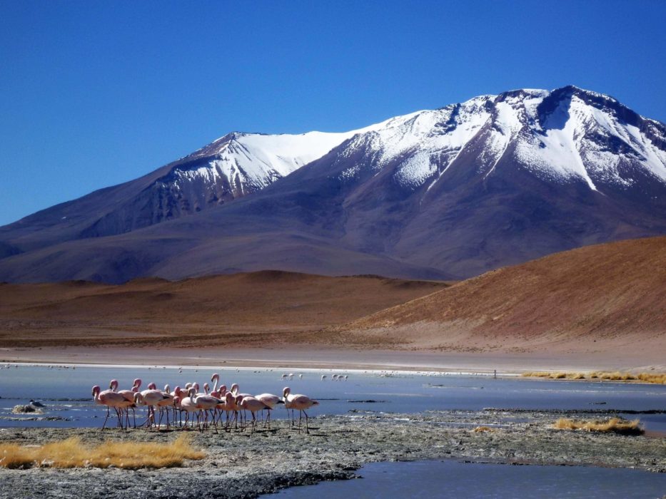 Flamingoes In Bolivia