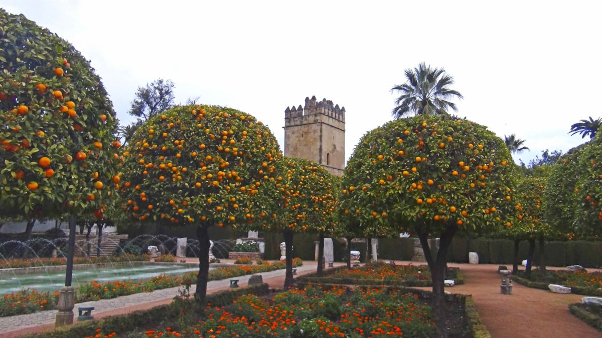 Orange Trees In The Alcazar Gardens Cordoba