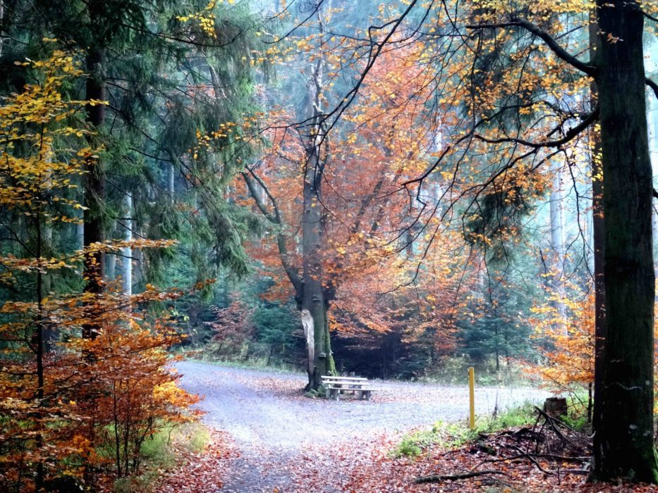 Deep In The Black Forest On Germanys Westweg