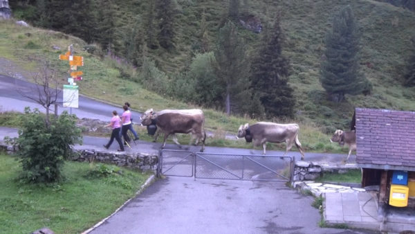 Cows Procession