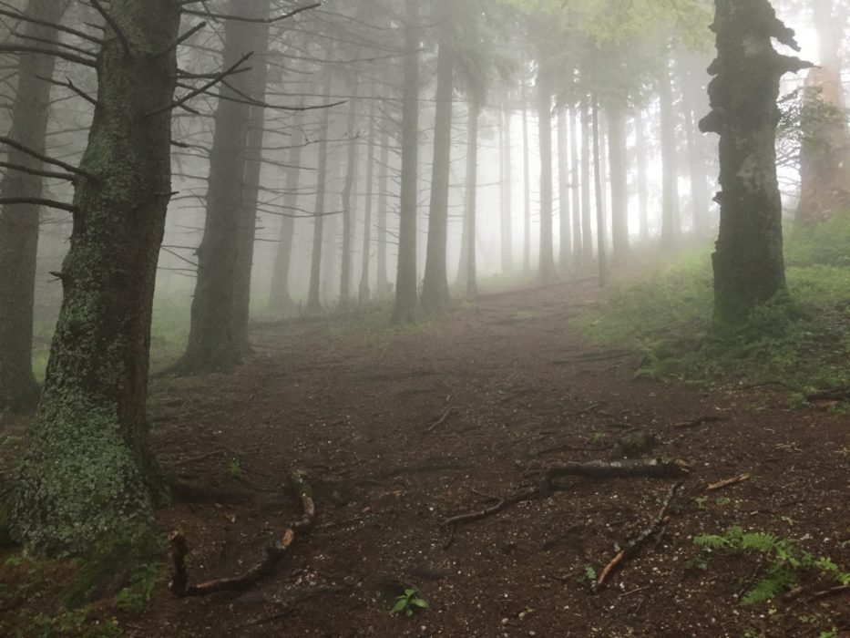 Forests Of Romania