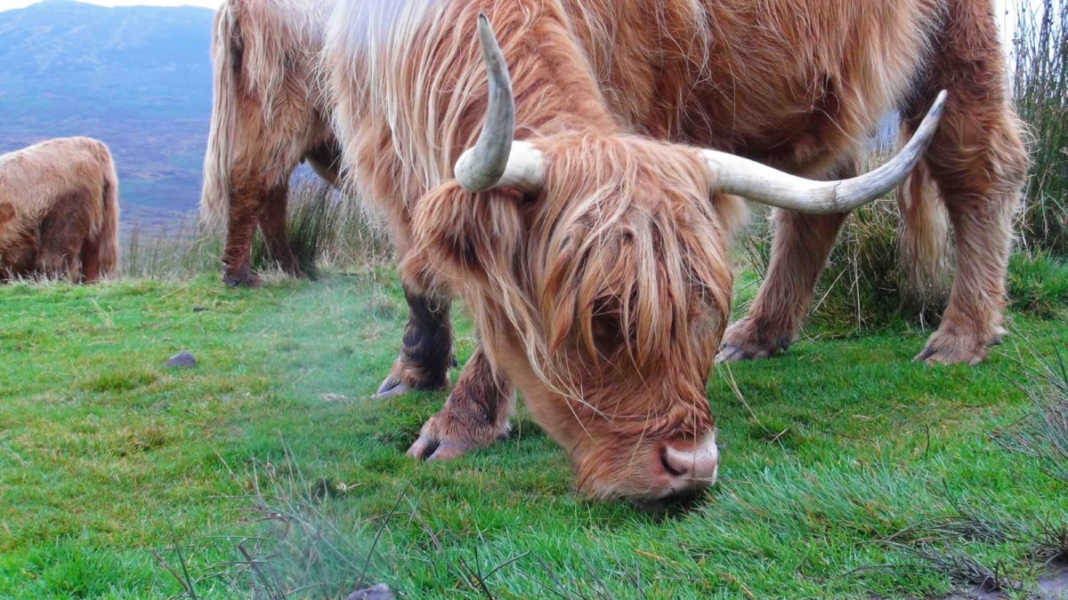 Highland Cattle