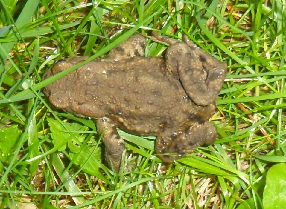 Eht The Common Toad That Shared The Night With Me At Comrie