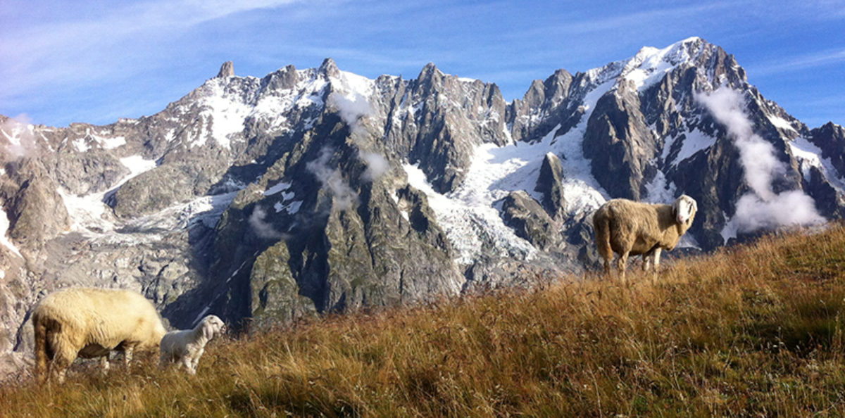 55 1 Day 6 Mont De La Saxe Sheep800