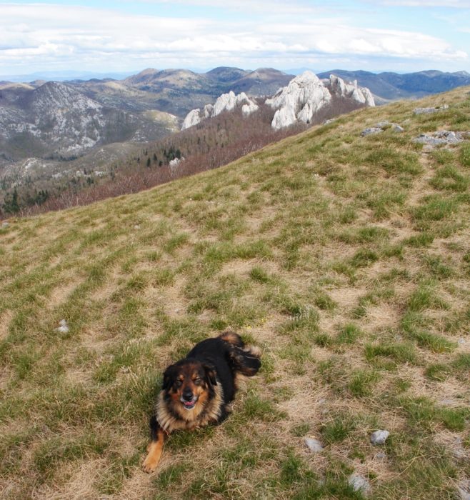 The Dog And Bacic Kuk From Budakovo Brdo