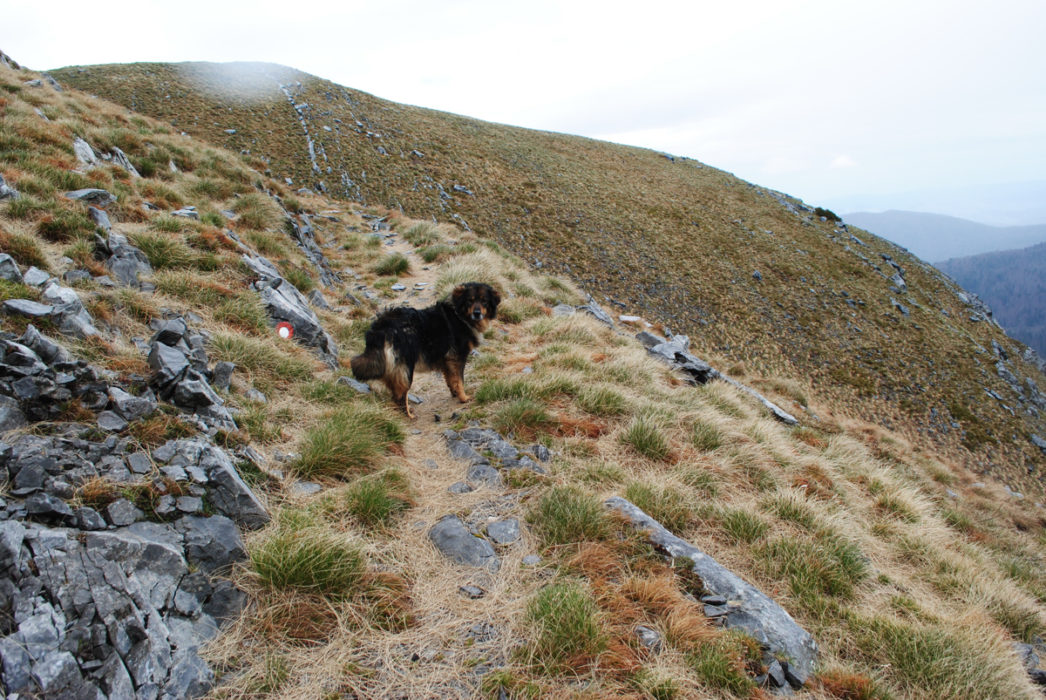 My Companion The Dog On Saturina