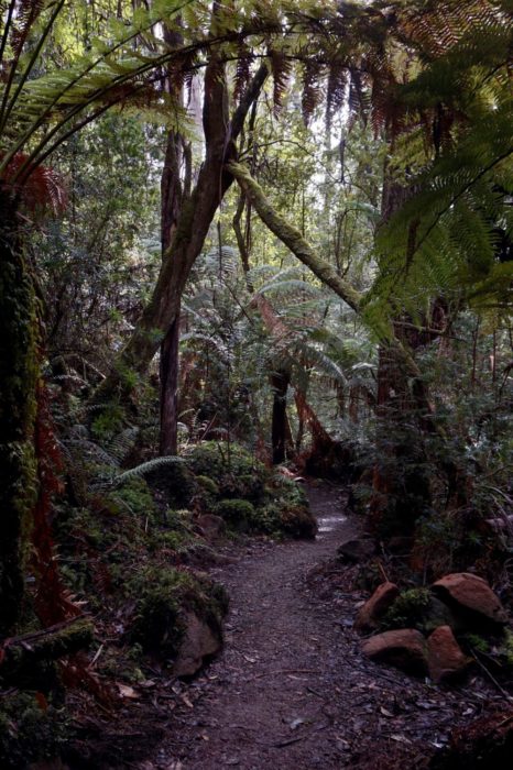 A Stretch Of Cloud Forest Comes As A Bit Of A Surprise