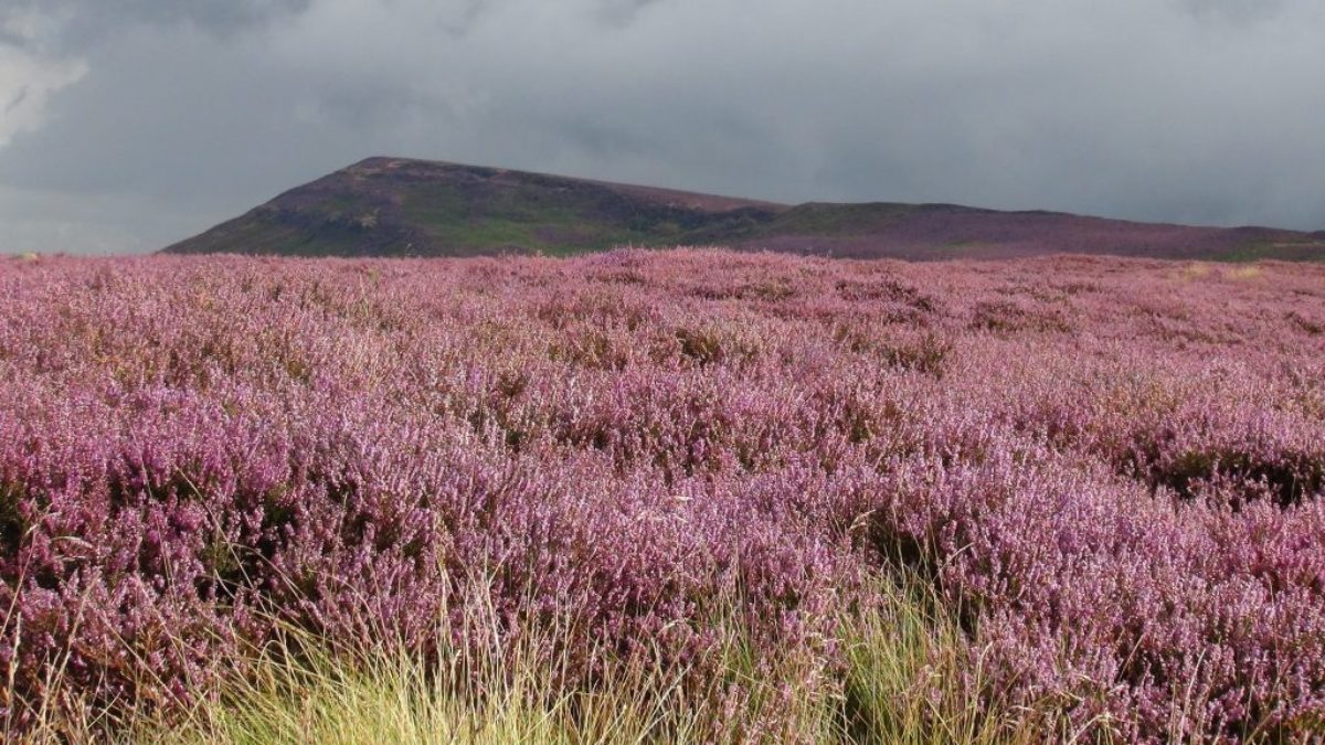Heather Moorland In Autumn