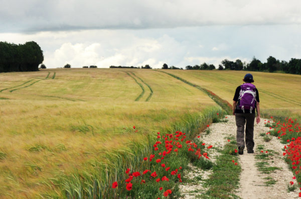 Contours Walking Holidays Poppy Field