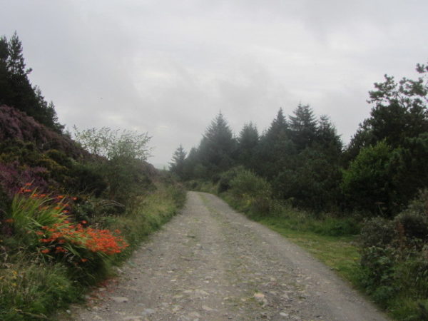 Track Through Corlea Plantation Walk 3