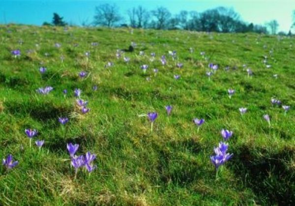 North Wessex Downs
