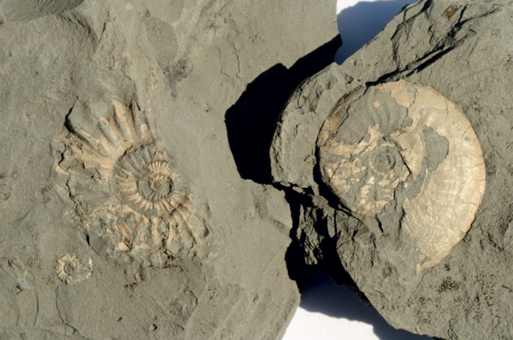 Fossil Finding On The Jurassic Coast