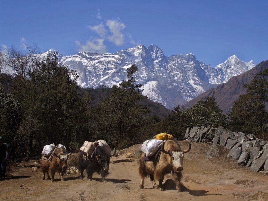 Trekking in the Himalaya