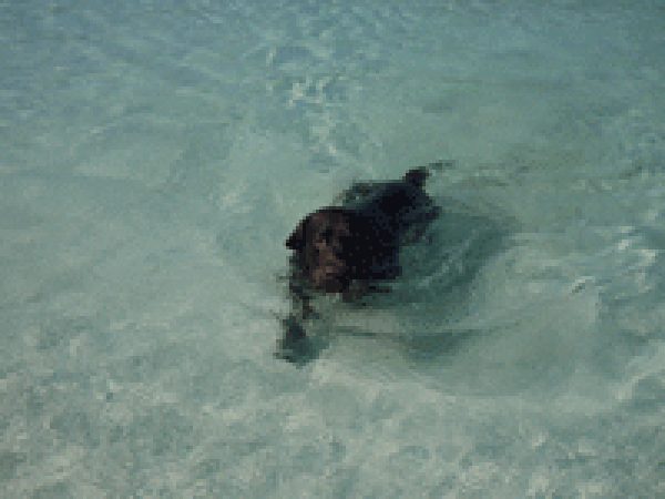 Peter Edwards Dog Enjoying A Swim -Isle of Harris