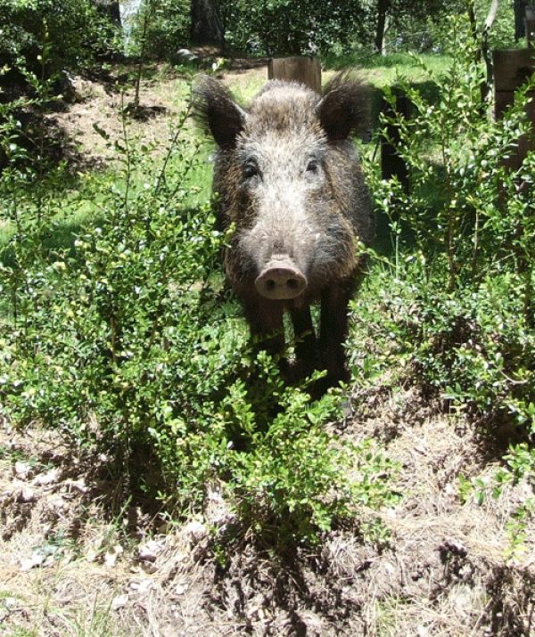 Roberto The Wild Boar