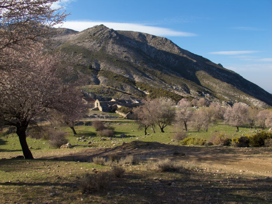 Almond trees surround the Haza del Aguadero ruined farm in the Sierra Tejeda