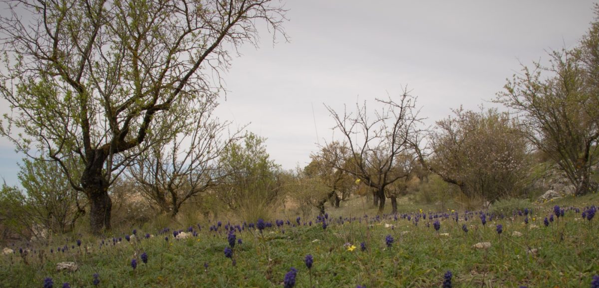 Almond trees above the gorge of Alhama de Grenada
