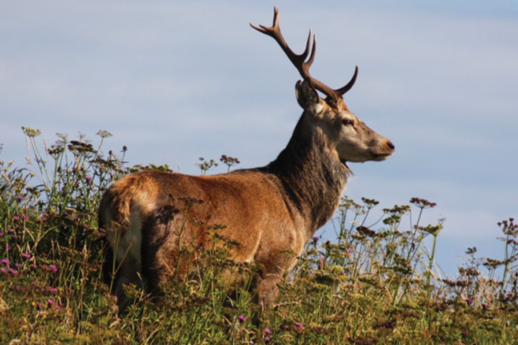 The Stunning Red Deer