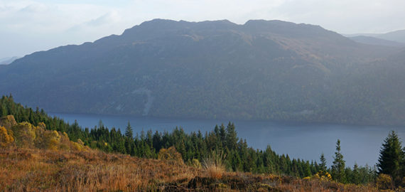 Pine trees above Loch Ness