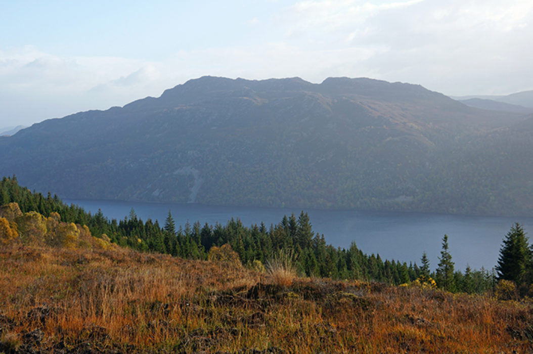 Pine trees above Loch Ness