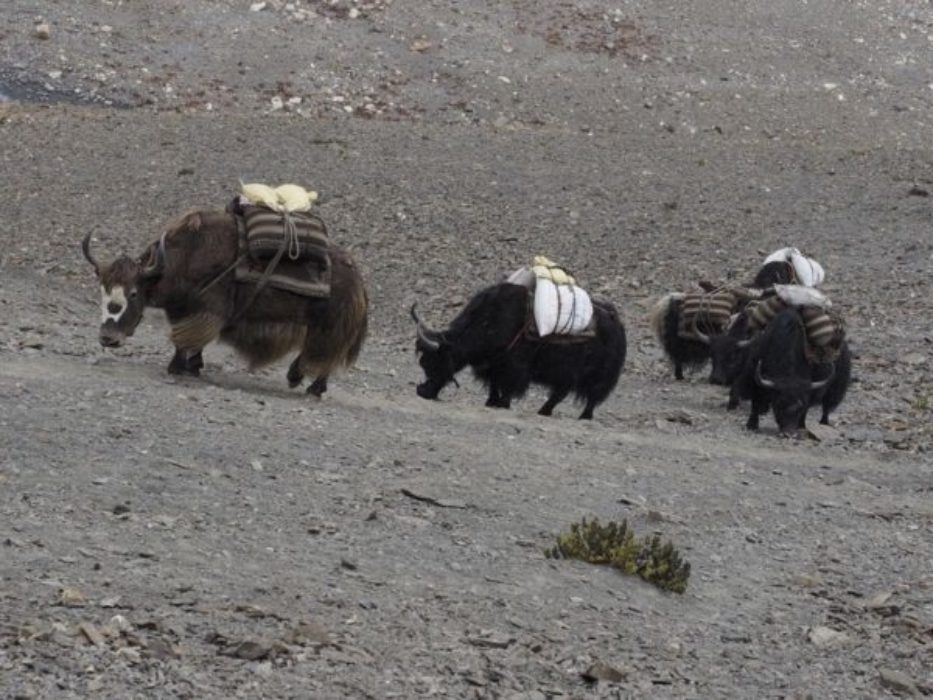 A Laden Yak Caravan Crossing The Mo La Pass 2