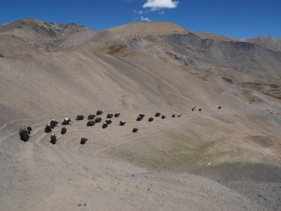A Laden Yak Caravan Crossing The Mo La Pass